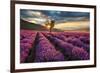 Lavender Field & Tree Sunrise-null-Framed Premium Giclee Print