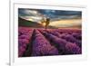 Lavender Field & Tree Sunrise-null-Framed Premium Giclee Print