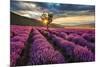 Lavender Field & Tree Sunrise-null-Mounted Premium Giclee Print