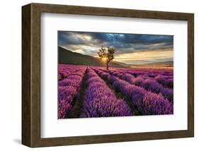 Lavender Field & Tree Sunrise-null-Framed Art Print