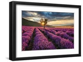 Lavender Field & Tree Sunrise-null-Framed Art Print