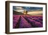 Lavender Field & Tree Sunrise-null-Framed Art Print