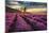 Lavender Field & Tree Sunrise-null-Mounted Art Print