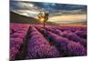 Lavender Field & Tree Sunrise-null-Mounted Art Print