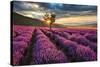 Lavender Field & Tree Sunrise-null-Stretched Canvas