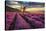 Lavender Field & Tree Sunrise-null-Stretched Canvas