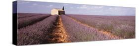 Lavender Field, Valensole Province, France-null-Stretched Canvas