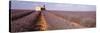 Lavender Field, Valensole Province, France-null-Stretched Canvas