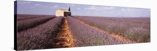 Lavender Field, Valensole Province, France-null-Stretched Canvas