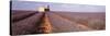 Lavender Field, Valensole Province, France-null-Stretched Canvas