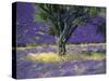 Lavender Field, Vaucluse, Sault, Provence-Alpes-Cote D'Azur, France-Bruno Morandi-Stretched Canvas