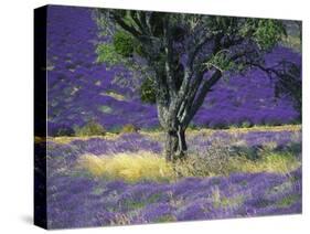 Lavender Field, Vaucluse, Sault, Provence-Alpes-Cote D'Azur, France-Bruno Morandi-Stretched Canvas