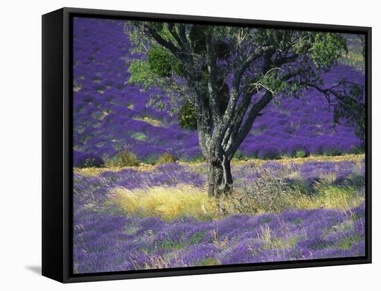 Lavender Field, Vaucluse, Sault, Provence-Alpes-Cote D'Azur, France-Bruno Morandi-Framed Stretched Canvas