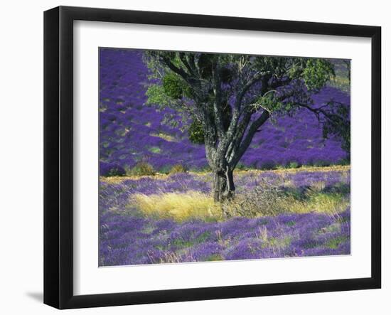 Lavender Field, Vaucluse, Sault, Provence-Alpes-Cote D'Azur, France-Bruno Morandi-Framed Photographic Print