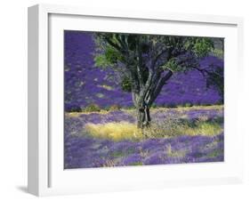 Lavender Field, Vaucluse, Sault, Provence-Alpes-Cote D'Azur, France-Bruno Morandi-Framed Photographic Print