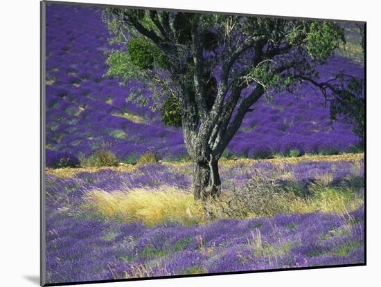 Lavender Field, Vaucluse, Sault, Provence-Alpes-Cote D'Azur, France-Bruno Morandi-Mounted Photographic Print