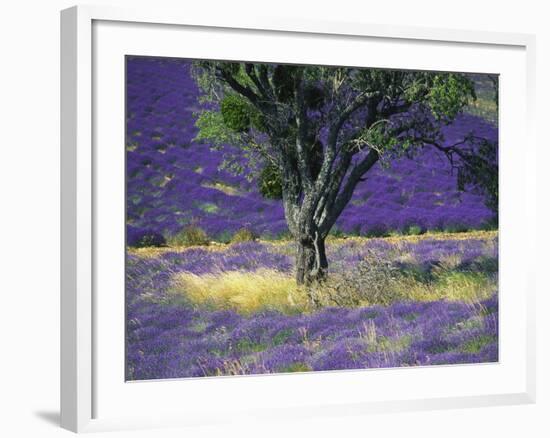 Lavender Field, Vaucluse, Sault, Provence-Alpes-Cote D'Azur, France-Bruno Morandi-Framed Photographic Print