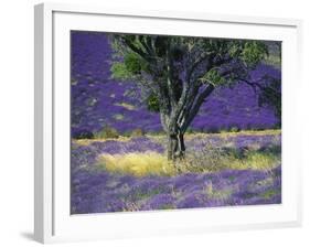 Lavender Field, Vaucluse, Sault, Provence-Alpes-Cote D'Azur, France-Bruno Morandi-Framed Photographic Print