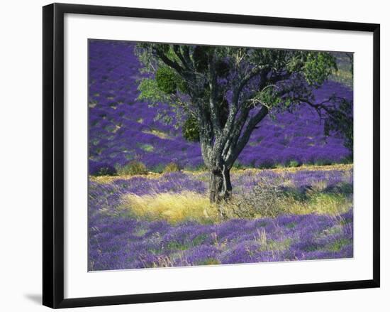 Lavender Field, Vaucluse, Sault, Provence-Alpes-Cote D'Azur, France-Bruno Morandi-Framed Photographic Print