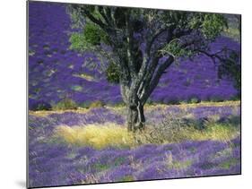 Lavender Field, Vaucluse, Sault, Provence-Alpes-Cote D'Azur, France-Bruno Morandi-Mounted Photographic Print