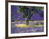 Lavender Field, Vaucluse, Sault, Provence-Alpes-Cote D'Azur, France-Bruno Morandi-Framed Photographic Print