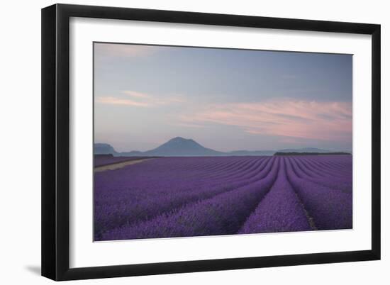 Lavender Field-Rostovskiy Anton-Framed Giclee Print