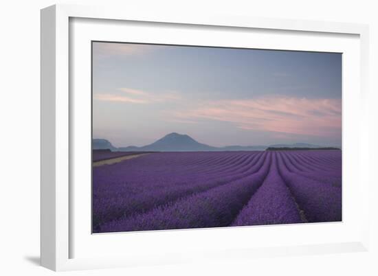 Lavender Field-Rostovskiy Anton-Framed Giclee Print