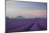 Lavender Field-Rostovskiy Anton-Mounted Giclee Print