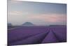 Lavender Field-Rostovskiy Anton-Mounted Giclee Print