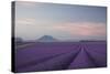 Lavender Field-Rostovskiy Anton-Stretched Canvas