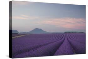 Lavender Field-Rostovskiy Anton-Stretched Canvas