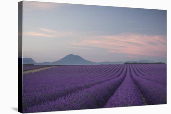 Lavender Field-Rostovskiy Anton-Stretched Canvas