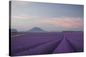 Lavender Field-Rostovskiy Anton-Stretched Canvas