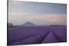 Lavender Field-Rostovskiy Anton-Stretched Canvas