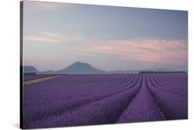 Lavender Field-Rostovskiy Anton-Stretched Canvas