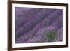 Lavender Field-DLILLC-Framed Photographic Print