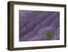 Lavender Field-DLILLC-Framed Photographic Print