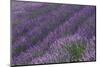 Lavender Field-DLILLC-Mounted Photographic Print