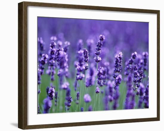 Lavender Field-Herbert Kehrer-Framed Photographic Print