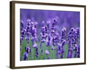 Lavender Field-Herbert Kehrer-Framed Photographic Print