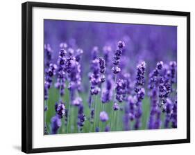 Lavender Field-Herbert Kehrer-Framed Photographic Print