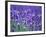 Lavender Field-Herbert Kehrer-Framed Photographic Print