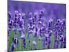 Lavender Field-Herbert Kehrer-Mounted Photographic Print