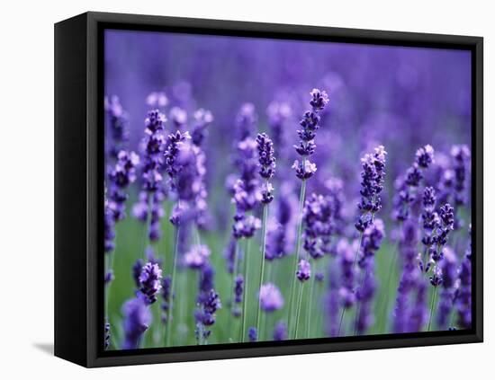 Lavender Field-Herbert Kehrer-Framed Stretched Canvas