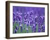 Lavender Field-Herbert Kehrer-Framed Photographic Print