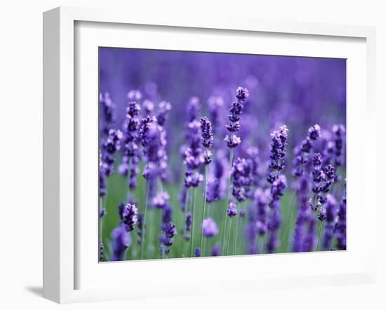 Lavender Field-Herbert Kehrer-Framed Photographic Print