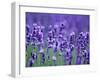 Lavender Field-Herbert Kehrer-Framed Photographic Print