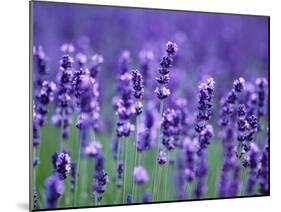 Lavender Field-Herbert Kehrer-Mounted Photographic Print