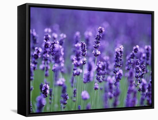 Lavender Field-Herbert Kehrer-Framed Stretched Canvas