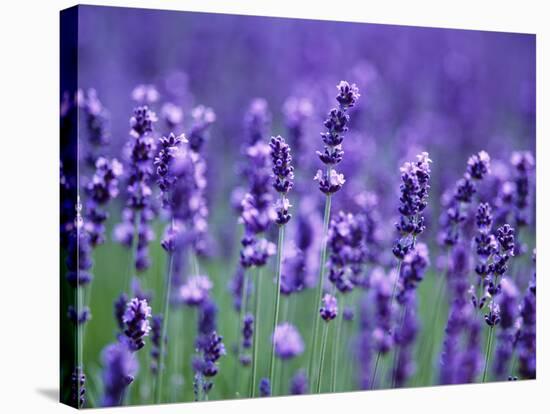 Lavender Field-Herbert Kehrer-Stretched Canvas